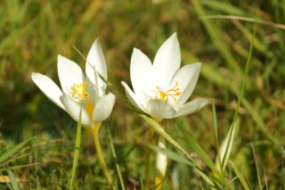 Crocus speciosus 'Albus'  bestellen